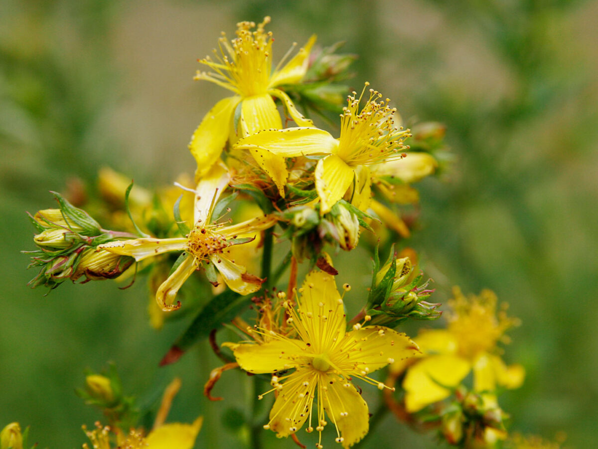 Herbal medicine: The beauty and the benefits