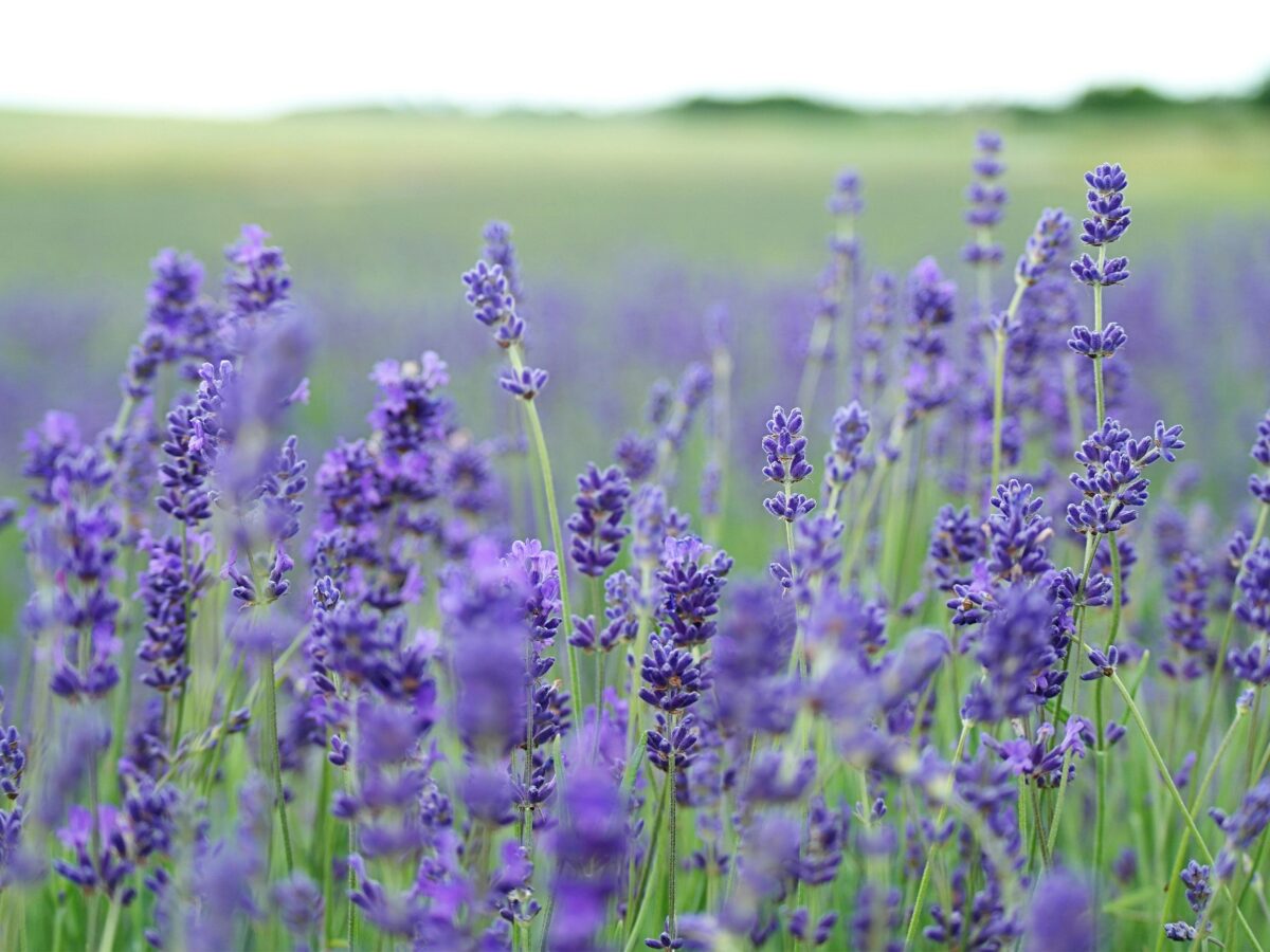 Herbs to Calm the Farm – Week 2 Lavender