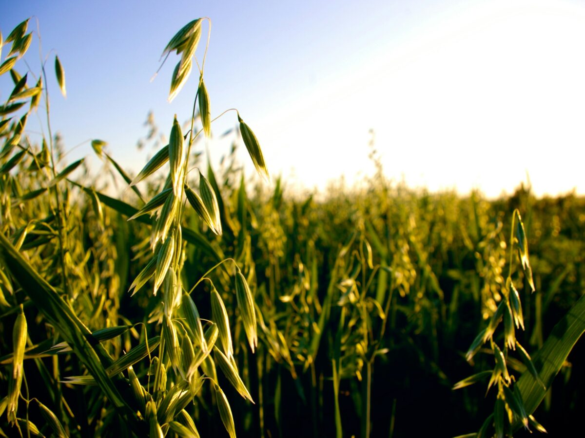 Herbs to Calm the Farm – Week 3 Oats Green and Seed