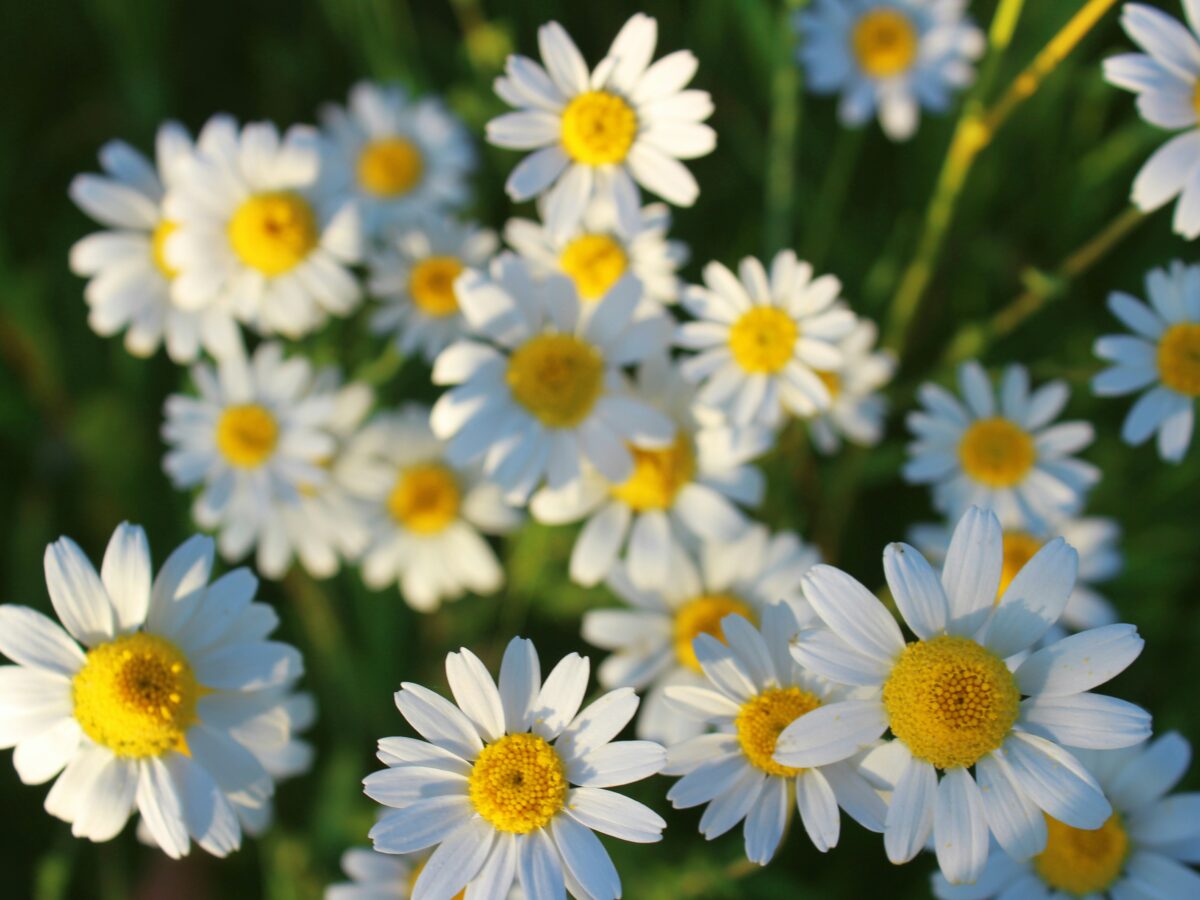 Herbs to calm the farm – week 1 Chamomile