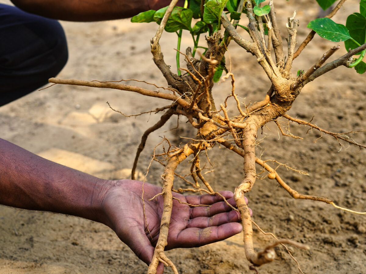 Herbs to Calm the Farm – Week 4 Withania somnifera