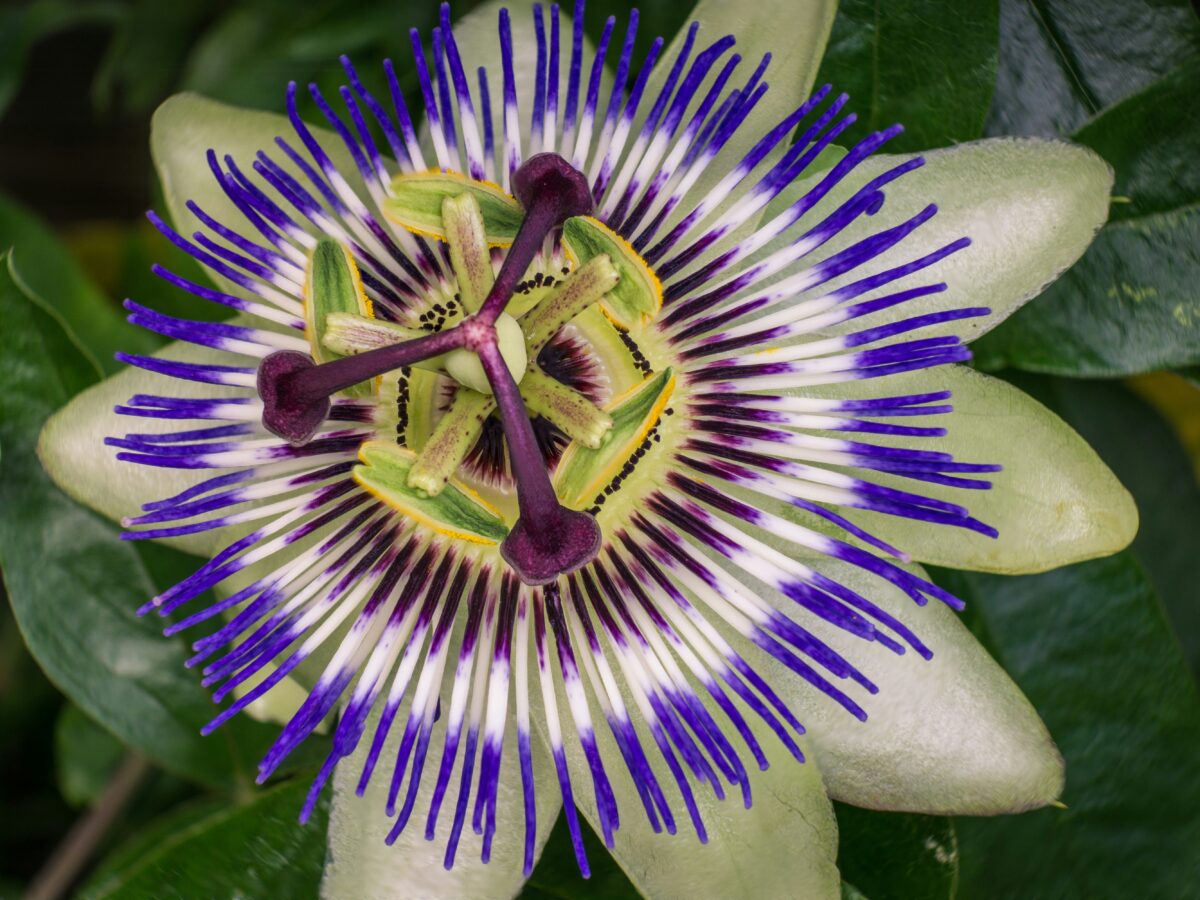 Herbs to Calm the Farm – Week 6 – Passionflower
