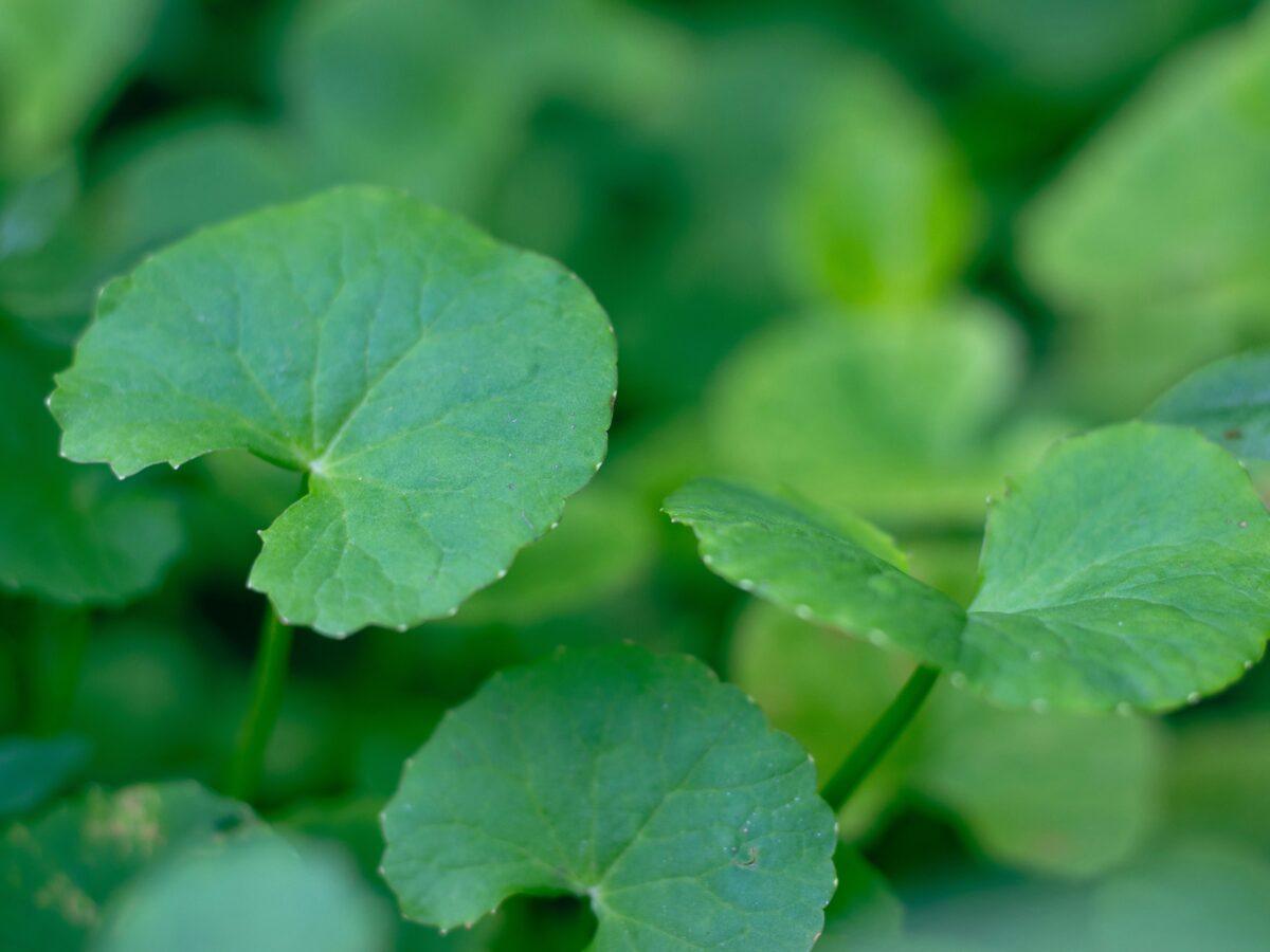 Herbs to Calm the Farm – Week 7 – Gotu kola