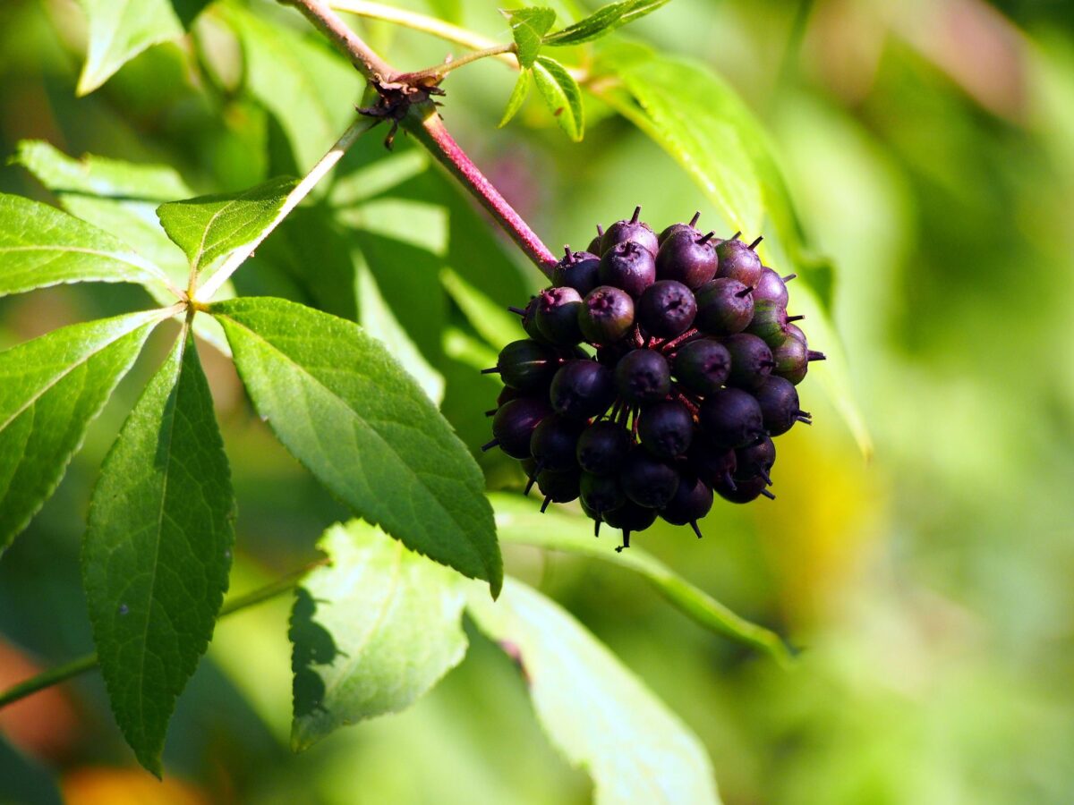 Herbs to Calm the Farm – Week 8 – Siberian ginseng