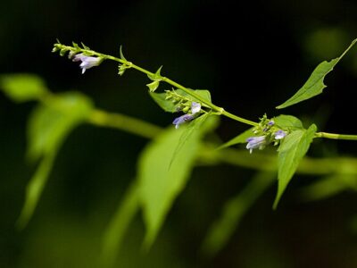 Herbs to Calm the Farm – Week 9 – Skullcap
