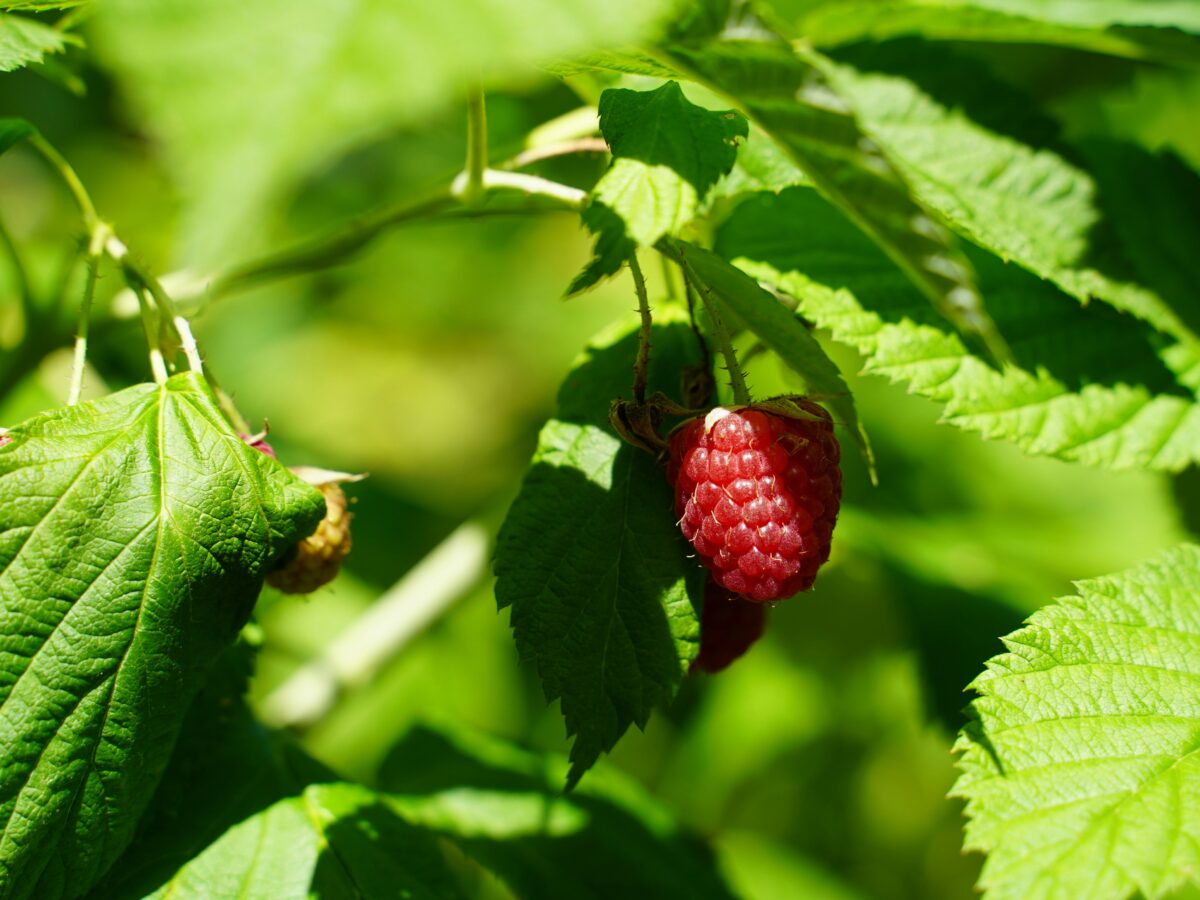 Demystifying Raspberry leaf